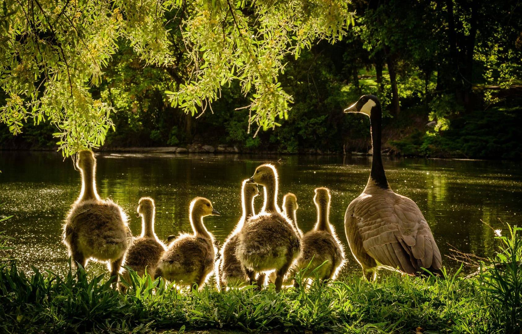 Photo by Matthew Montrone: https://www.pexels.com/photo/ducks-near-body-of-water-733478/
